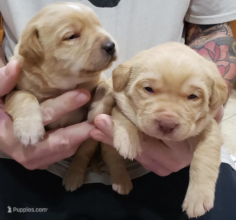 Male #1 Yellow – Labrador Retriever puppy for sale in Olympia, WA