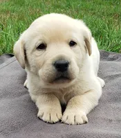 Male #1 Yellow, a male Labrador Retriever for sale in Olympia, WA – Photo 2 of 10