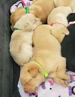 Male #1 Yellow, a male Labrador Retriever for sale in Olympia, WA – Photo 7 of 10