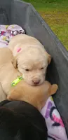 Male #1 Yellow, a male Labrador Retriever for sale in Olympia, WA – Photo 8 of 10