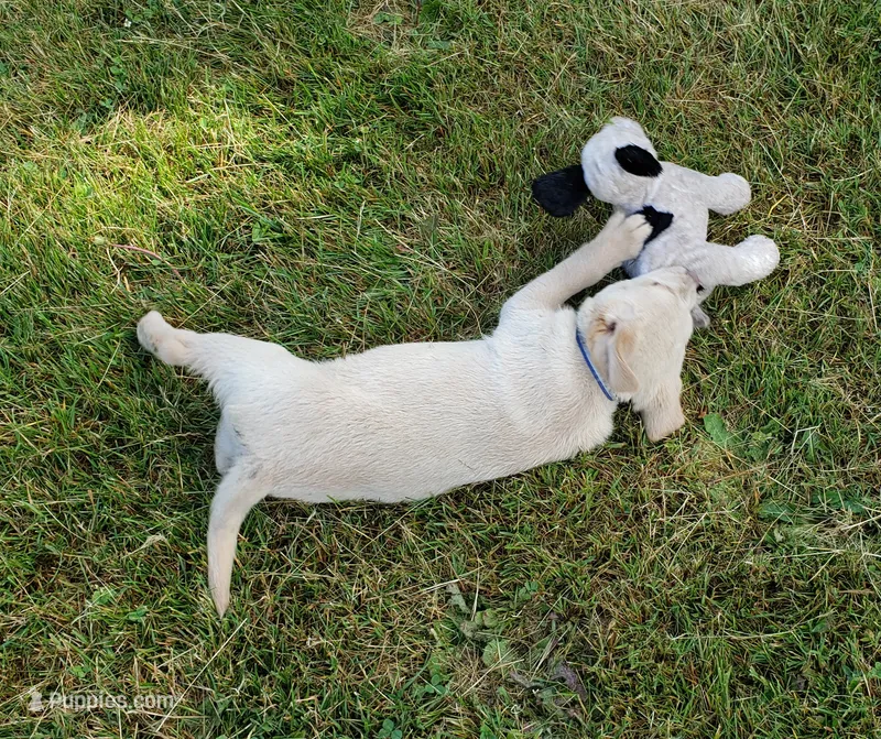 black collar yellow male – Labrador Retriever puppy for sale in Olympia, WA