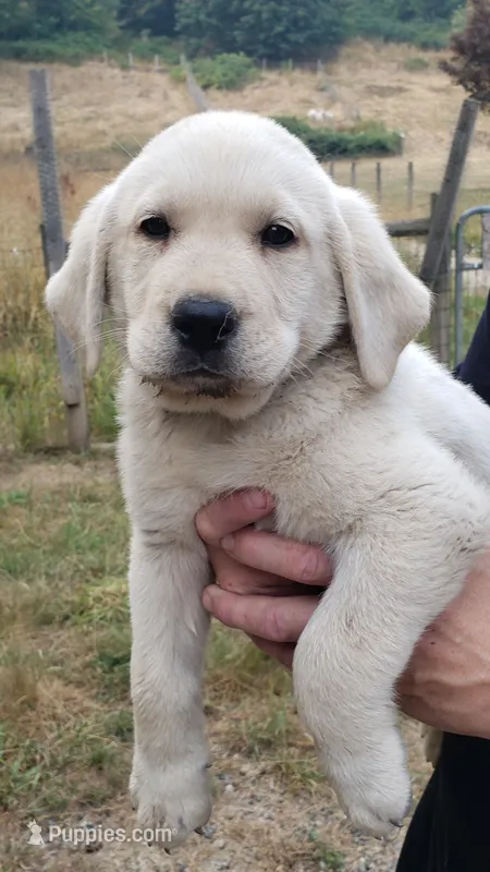 White Male AKC Labrador Retriever – Labrador Retriever puppy for sale in Olympia, WA
