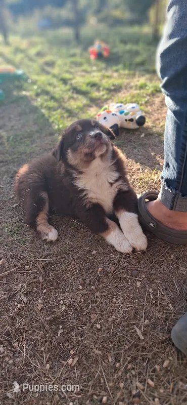 AKC-LANE – Australian Shepherd puppy for sale in Coloma, WI