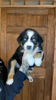 AKC-Belle, a female Australian Shepherd for sale in Coloma, WI – 2 of 5