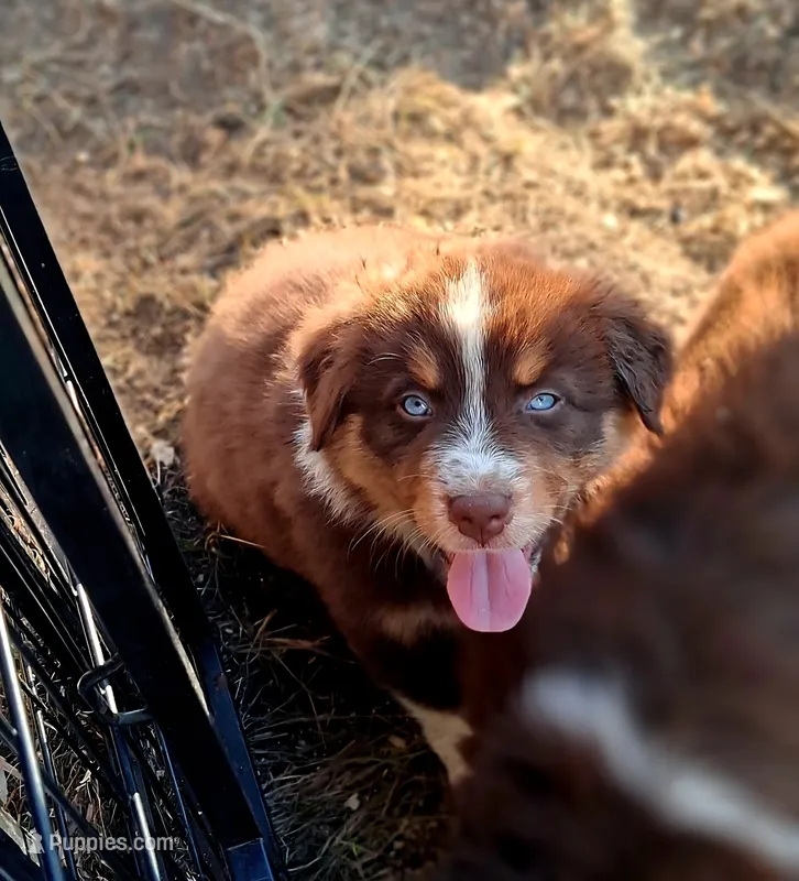 AKC- RILEY – Australian Shepherd puppy for sale in Coloma, WI