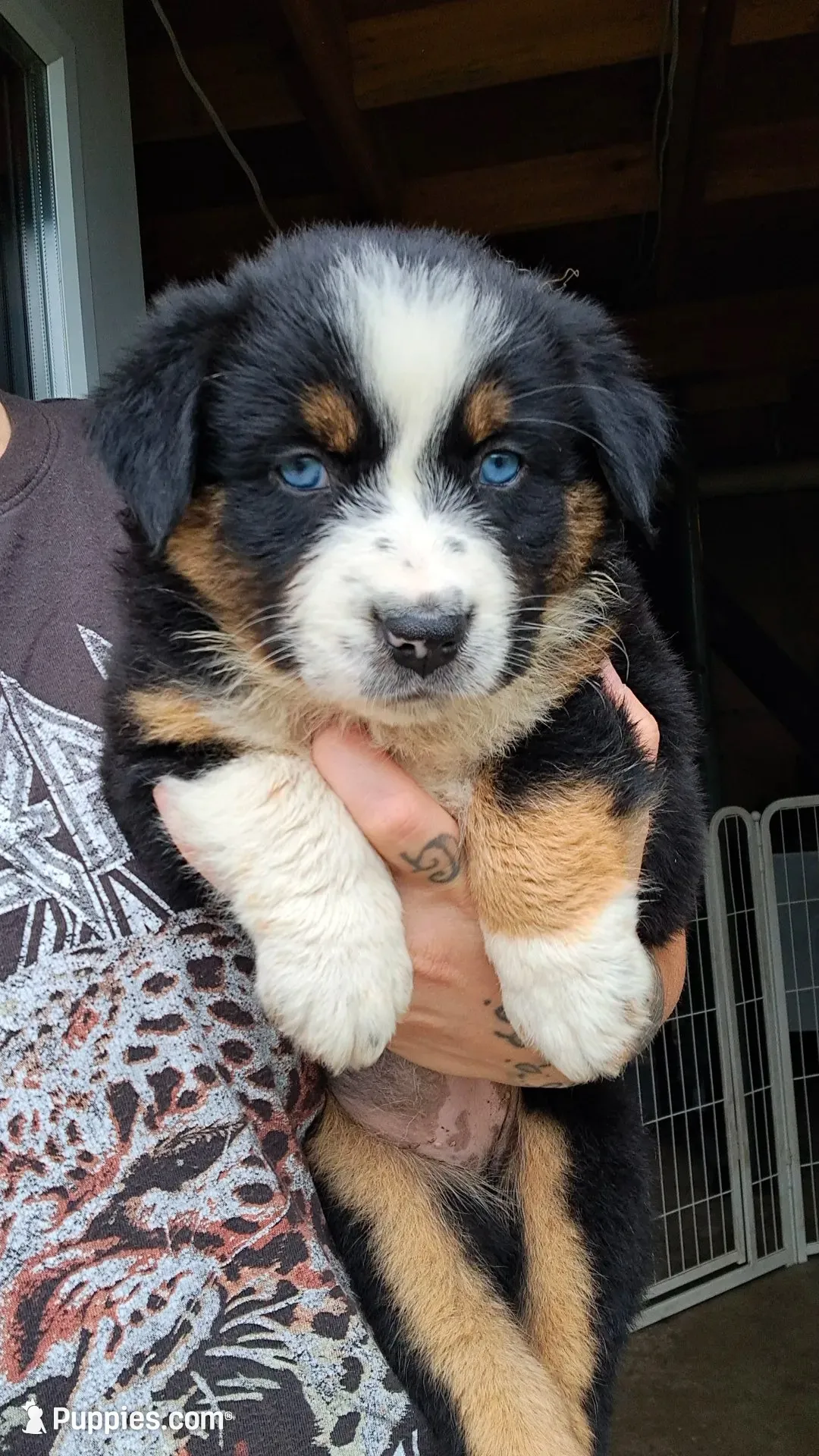 AKC-Belle, a female Australian Shepherd for sale in Coloma, WI – 1 of 5