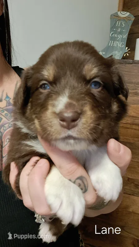 AKC-LANE – Australian Shepherd puppy for sale in Coloma, WI