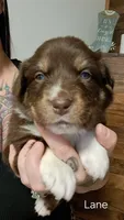 AKC-LANE, a male Australian Shepherd for sale in Coloma, WI – 1 of 3
