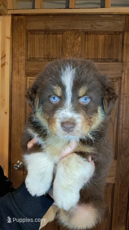 AKC- RILEY – Australian Shepherd puppy for sale in Coloma, WI