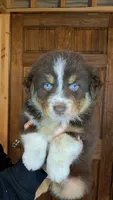 AKC- RILEY, a male Australian Shepherd for sale in Coloma, WI – 1 of 4