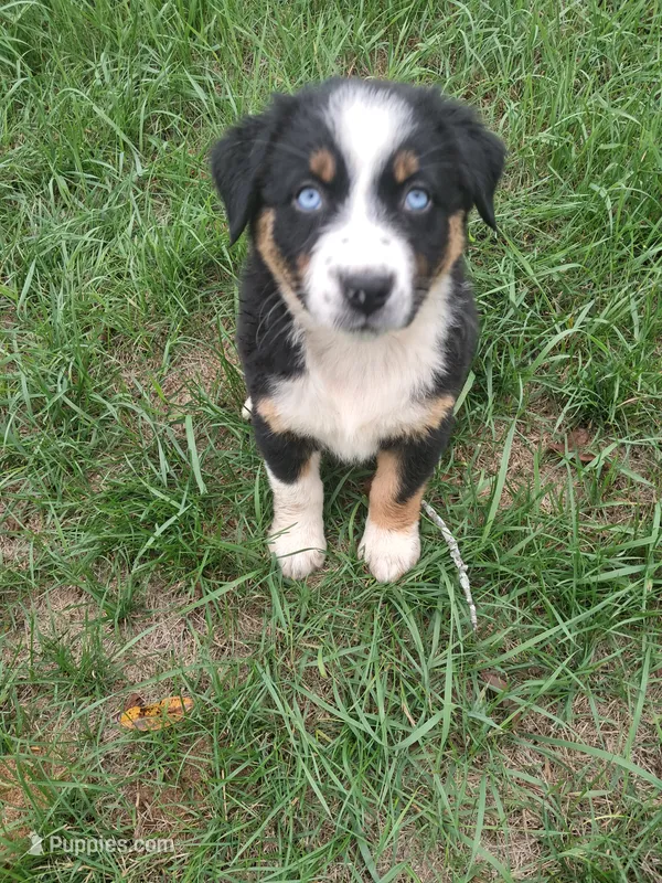 AKC-Belle – Australian Shepherd puppy for sale in Coloma, WI