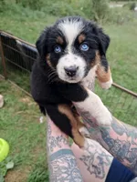 AKC-Belle, a female Australian Shepherd for sale in Coloma, WI – 5 of 5