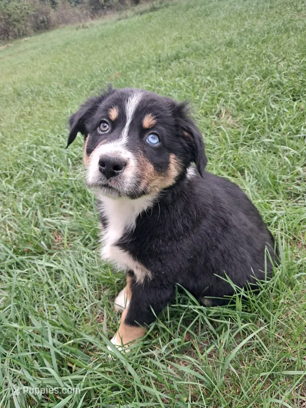 AKC- Biggie  – Australian Shepherd puppy for sale in Coloma, WI