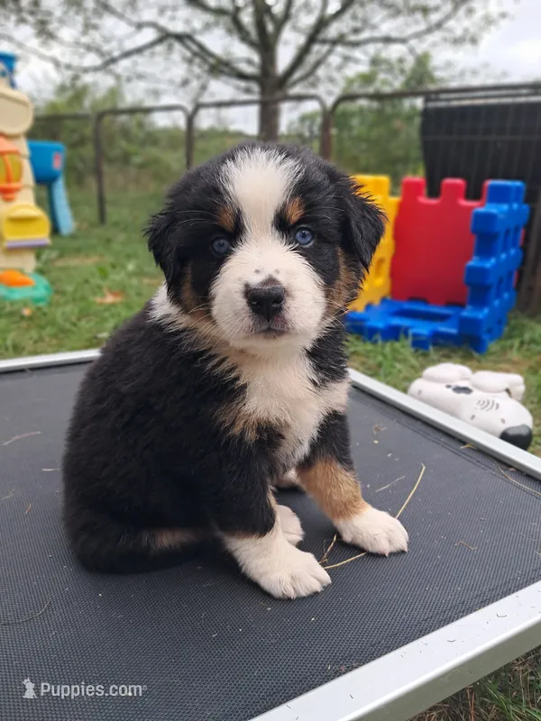 AKC- WYATT – Australian Shepherd puppy for sale in Coloma, WI