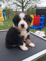 AKC- WYATT, a male Australian Shepherd for sale in Coloma, WI – 1 of 6
