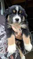 AKC- Banks, a male Australian Shepherd for sale in Coloma, WI – 2 of 4