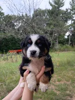 AKC-Belle, a female Australian Shepherd for sale in Coloma, WI – 3 of 5