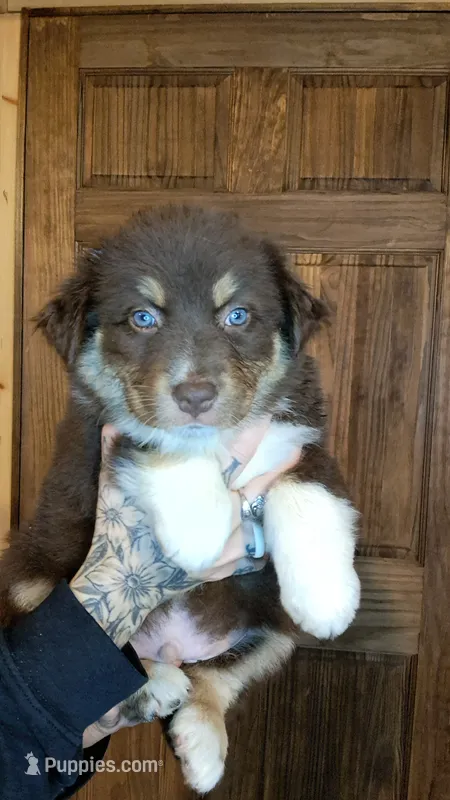 AKC-LANE – Australian Shepherd puppy for sale in Coloma, WI