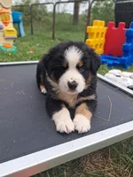 AKC- WYATT, a male Australian Shepherd for sale in Coloma, WI – 3 of 6