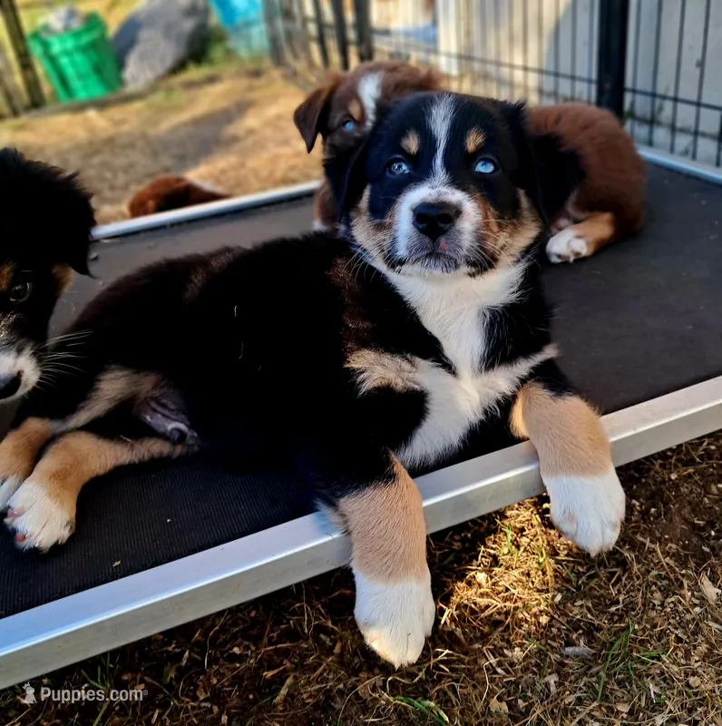 AKC- Biggie  – Australian Shepherd puppy for sale in Coloma, WI