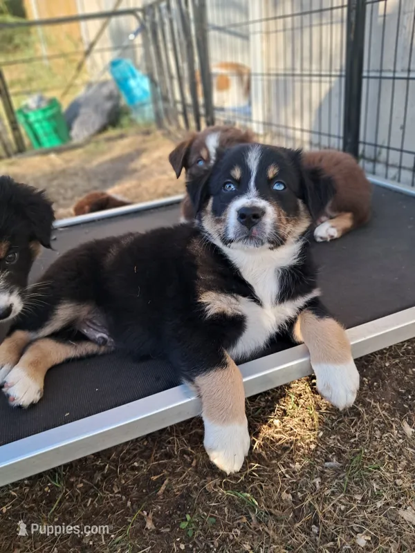 AKC- Biggie  – Australian Shepherd puppy for sale in Coloma, WI