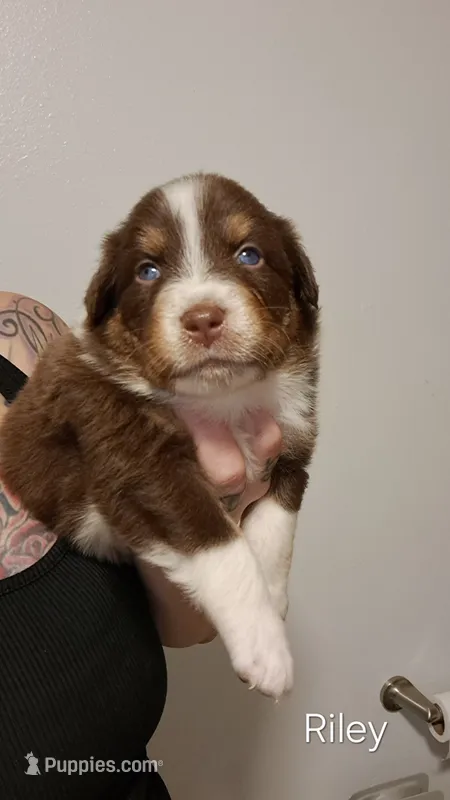 AKC-NASH – Australian Shepherd puppy for sale in Coloma, WI