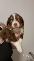 AKC-NASH, a male Australian Shepherd for sale in Coloma, WI – 1 of 3