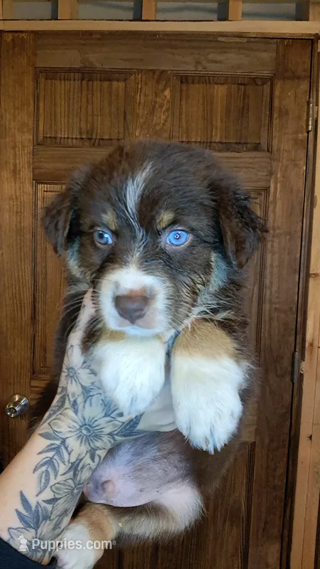 AKC-NASH – Australian Shepherd puppy for sale in Coloma, WI