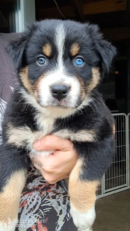 AKC- Biggie  – Australian Shepherd puppy for sale in Coloma, WI
