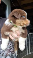 AKC- RILEY, a male Australian Shepherd for sale in Coloma, WI – 2 of 4