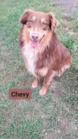 AKC-NASH, a male Australian Shepherd for sale in Coloma, WI – 2 of 3