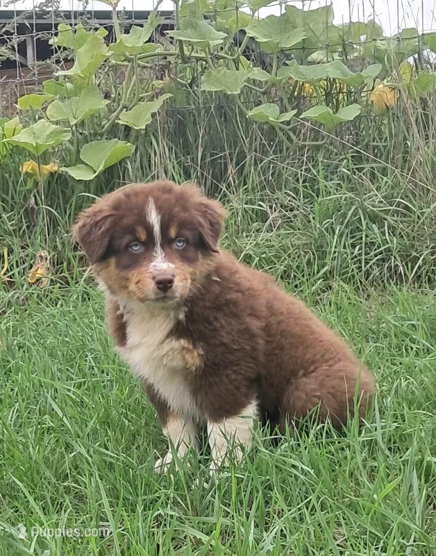 AKC- RILEY – Australian Shepherd puppy for sale in Coloma, WI