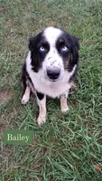AKC-Ryker, a male Australian Shepherd for sale in Coloma, WI – 4 of 4
