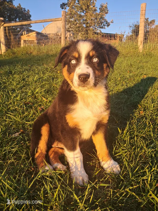 AKC-Belle – Australian Shepherd puppy for sale in Coloma, WI