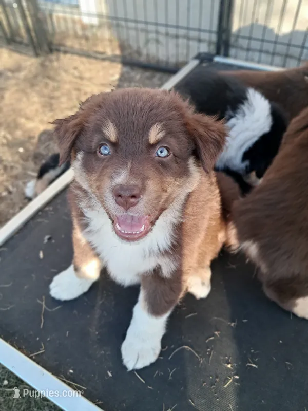 AKC-LANE – Australian Shepherd puppy for sale in Coloma, WI