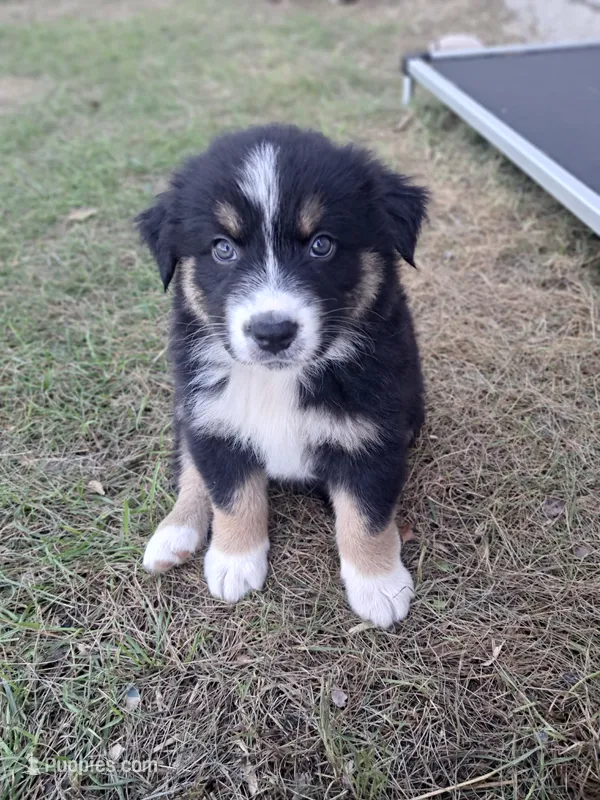 AKC- Banks – Australian Shepherd puppy for sale in Coloma, WI