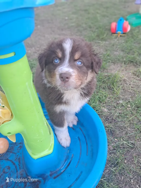 AKC- RILEY – Australian Shepherd puppy for sale in Coloma, WI