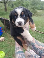AKC-Belle, a female Australian Shepherd for sale in Coloma, WI – 4 of 5