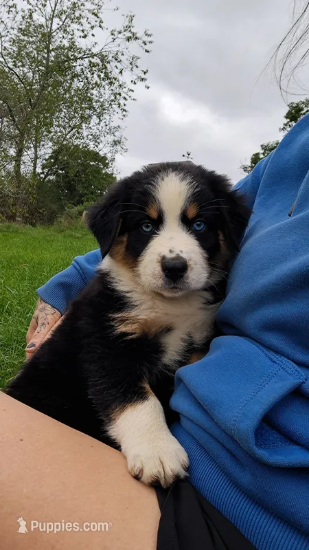 AKC- WYATT – Australian Shepherd puppy for sale in Coloma, WI