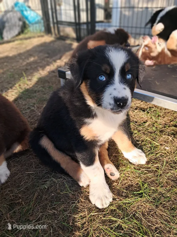 AKC-Belle – Australian Shepherd puppy for sale in Coloma, WI