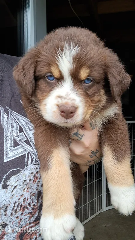 AKC-Ryker – Australian Shepherd puppy for sale in Coloma, WI