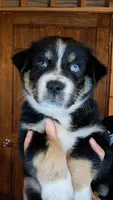 AKC- Biggie , a male Australian Shepherd for sale in Coloma, WI – 2 of 4
