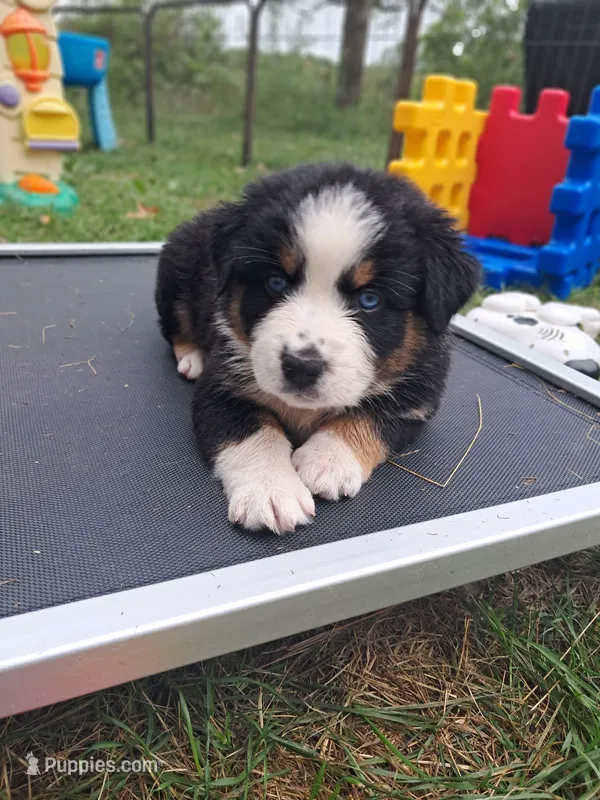 AKC- WYATT – Australian Shepherd puppy for sale in Coloma, WI