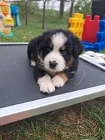AKC- WYATT, a male Australian Shepherd for sale in Coloma, WI – 4 of 6