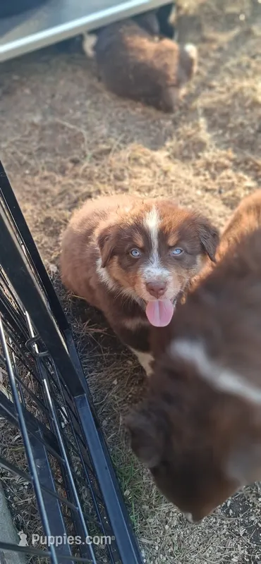 AKC- RILEY – Australian Shepherd puppy for sale in Coloma, WI