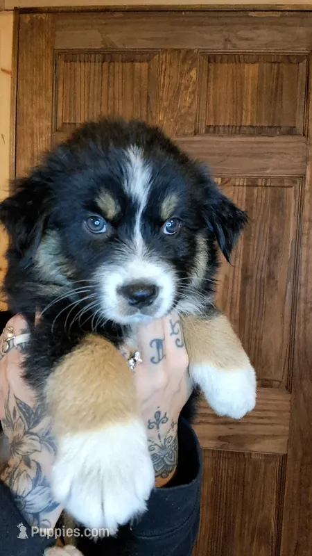 AKC- Banks – Australian Shepherd puppy for sale in Coloma, WI