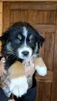 AKC- Banks, a male Australian Shepherd for sale in Coloma, WI – 1 of 4