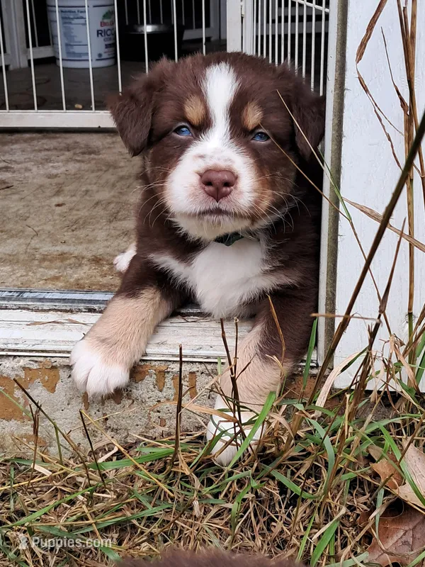 AKC-Ryker – Australian Shepherd puppy for sale in Coloma, WI