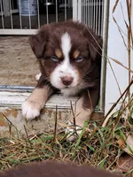 AKC-Ryker, a male Australian Shepherd for sale in Coloma, WI – 2 of 4