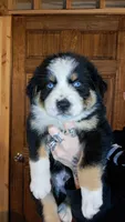 AKC- WYATT, a male Australian Shepherd for sale in Coloma, WI – 2 of 6